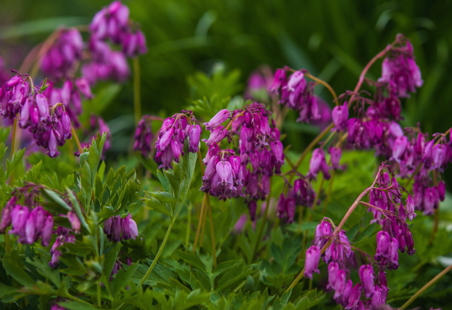 Wild Bleeding Heart (Dicentra eximia)